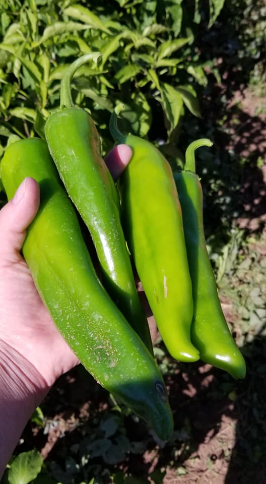 New Mexico Green Chile